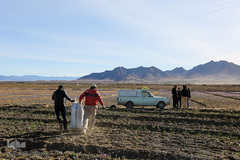 برداشت زعفران در تربت حیدریه