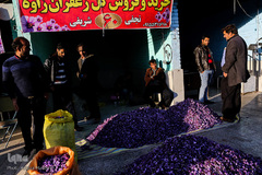 برداشت زعفران در تربت حیدریه