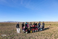 برداشت زعفران در تربت حیدریه