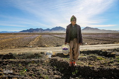 برداشت زعفران در تربت حیدریه