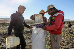 برداشت زعفران در تربت حیدریه