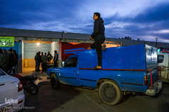 برداشت زعفران در تربت حیدریه