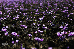 برداشت زعفران در تربت حیدریه