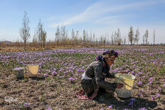 برداشت زعفران در تربت حیدریه