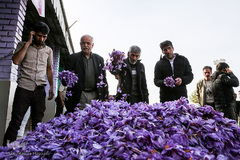 برداشت زعفران در تربت حیدریه