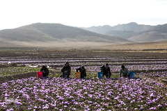 برداشت زعفران در تربت حیدریه