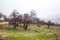 اندیکا، شگفتی در دل کوه