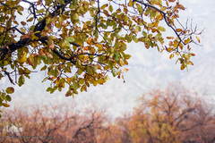 اندیکا، شگفتی در دل کوه