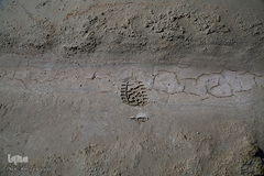 خشک شدن تالاب بین المللی گاوخونی