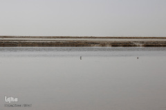 خشک شدن تالاب بین المللی گاوخونی