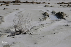 خشک شدن تالاب بین المللی گاوخونی