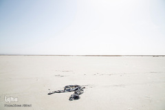 خشک شدن تالاب بین المللی گاوخونی