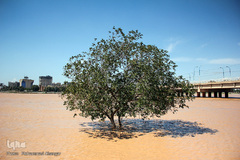 بالا آمدن سطح آب رودخانه کارون