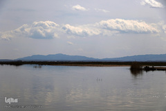 ⁨تالاب صالحیه و ورود فلامینگو ها به استان البرز