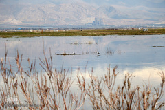 ⁨تالاب صالحیه و ورود فلامینگو ها به استان البرز