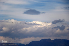 ⁨تالاب صالحیه و ورود فلامینگو ها به استان البرز