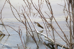 ⁨تالاب صالحیه و ورود فلامینگو ها به استان البرز