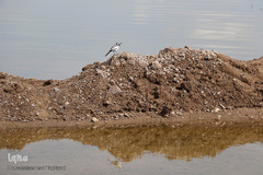 ⁨تالاب صالحیه و ورود فلامینگو ها به استان البرز