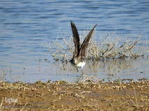 ⁨تالاب صالحیه و ورود فلامینگو ها به استان البرز
