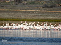 ⁨تالاب صالحیه و ورود فلامینگو ها به استان البرز