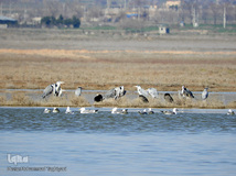 ⁨تالاب صالحیه و ورود فلامینگو ها به استان البرز