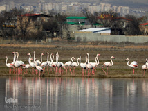 ⁨تالاب صالحیه و ورود فلامینگو ها به استان البرز