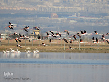 ⁨تالاب صالحیه و ورود فلامینگو ها به استان البرز