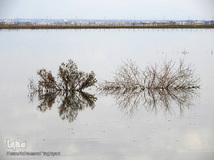 ⁨تالاب صالحیه و ورود فلامینگو ها به استان البرز