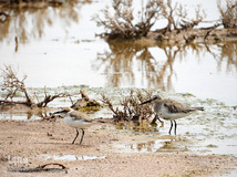 ⁨تالاب صالحیه و ورود فلامینگو ها به استان البرز