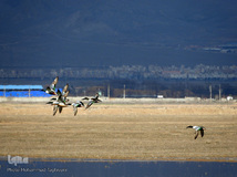 ⁨تالاب صالحیه و ورود فلامینگو ها به استان البرز