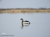 ⁨تالاب صالحیه و ورود فلامینگو ها به استان البرز