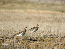 ⁨تالاب صالحیه و ورود فلامینگو ها به استان البرز