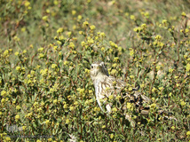 ⁨تالاب صالحیه و ورود فلامینگو ها به استان البرز