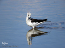 ⁨تالاب صالحیه و ورود فلامینگو ها به استان البرز