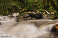 جنگل «قلعه رودخان»