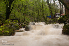 جنگل «قلعه رودخان»