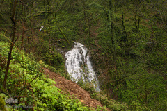 جنگل «قلعه رودخان»