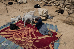 یکی از سرگرمی‌های روزانه حشمت بازی با بزغاله‌ها است که دورش جمع  می‌شوند.