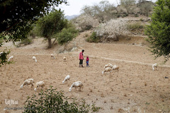 فاجعه انسانی در یمن