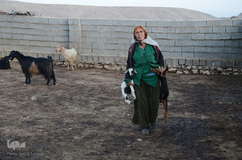 دامداری شغل اصلی عشایر ایل خمسه است.