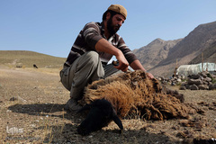 مرد عشایر با قیچی پشم گوسفندان را می‌چیند. بهترین فصل برای چیدن پشم گوسفندان فصل بهار است.