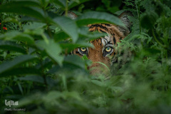 ببر گونه‌ای در خطر انقراض