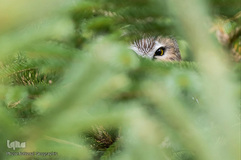 تصاویر برگزیده هفته نشنال‌جئوگرافیک