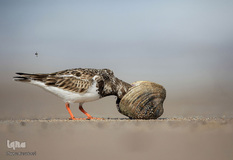 پرندگان در حال شکار