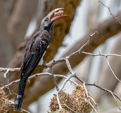 پرندگان در حال شکار