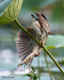 پرندگان در حال شکار