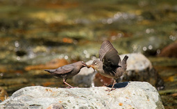 پرندگان در حال شکار