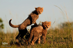 تصاویر برگزیده هفته نشنال‌جئوگرافیک