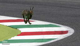 حیوانات و ورزشکاران
