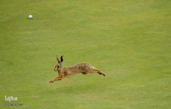 حیوانات و ورزشکاران
